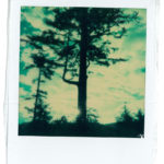 thetreeSM